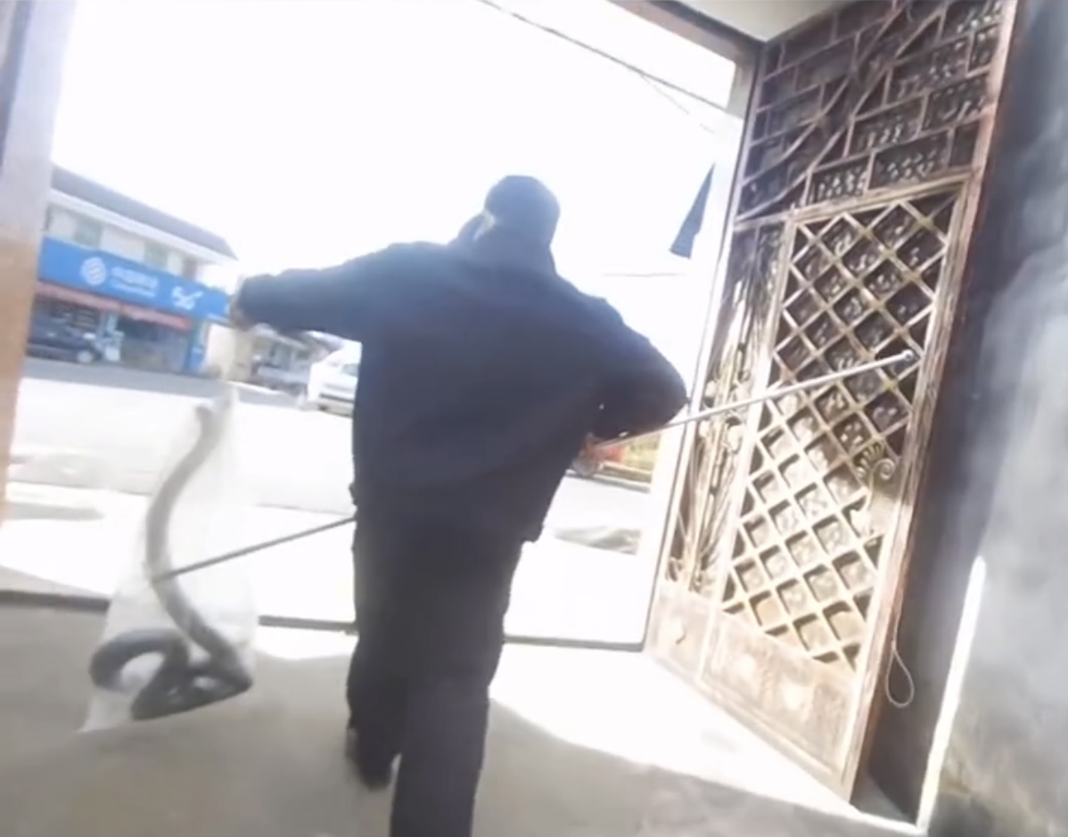 3米长眼镜王蛇爬进农户家中,2.4米眼镜王蛇闯入村民家纳凉