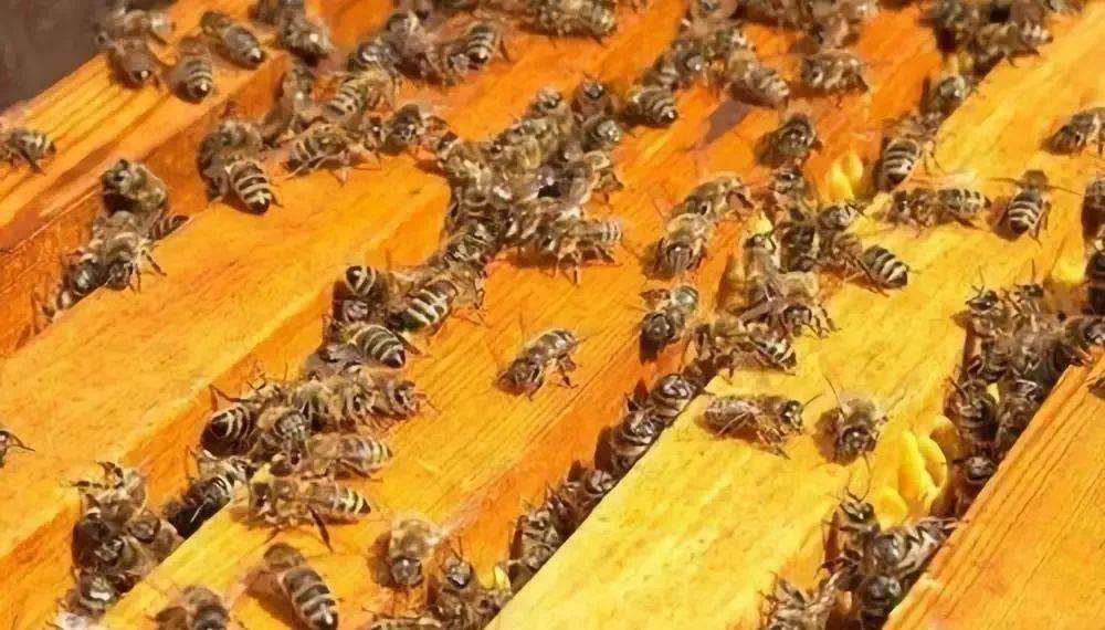 如何让蜜蜂安全度夏,如何让蜜蜂安全过冬