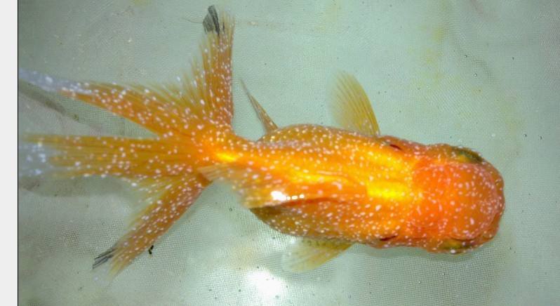 观赏鱼寄生虫怎么治疗有效,观赏鱼得了寄生虫病怎么治疗