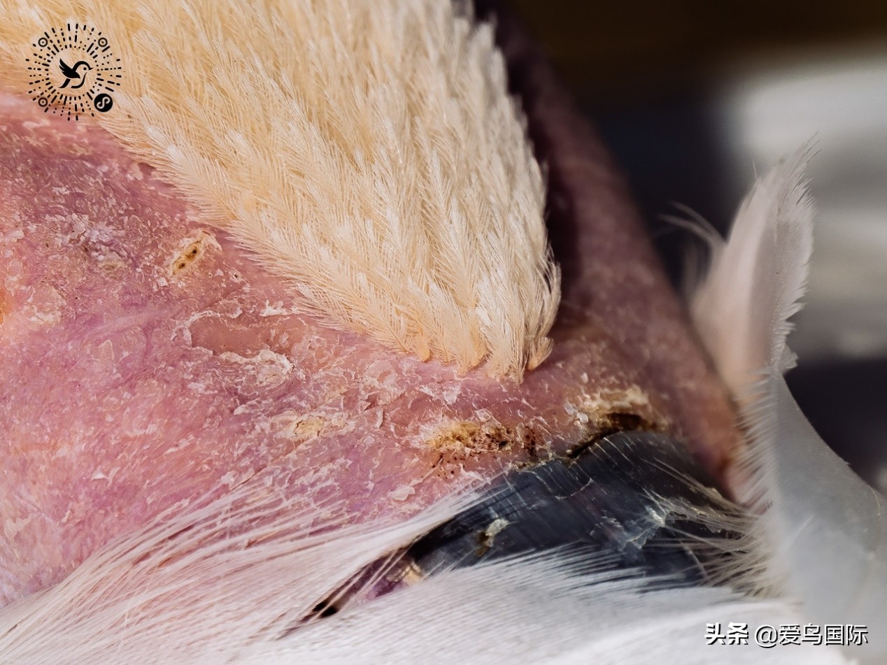 奥林巴斯2000m,奥林巴斯40-150r镜头评测