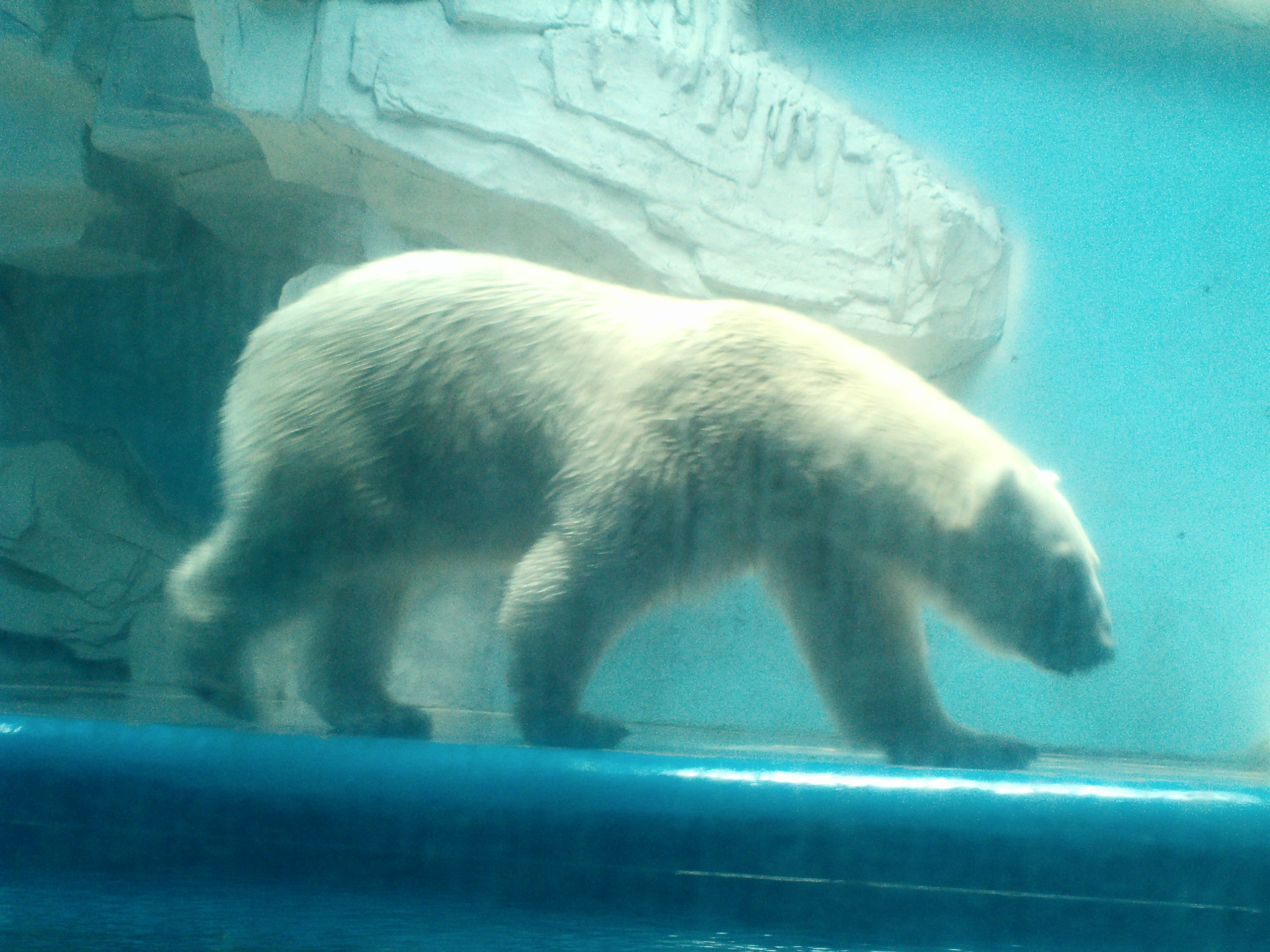泉城海洋极地世界游玩攻略,泉城海洋极地世界官网