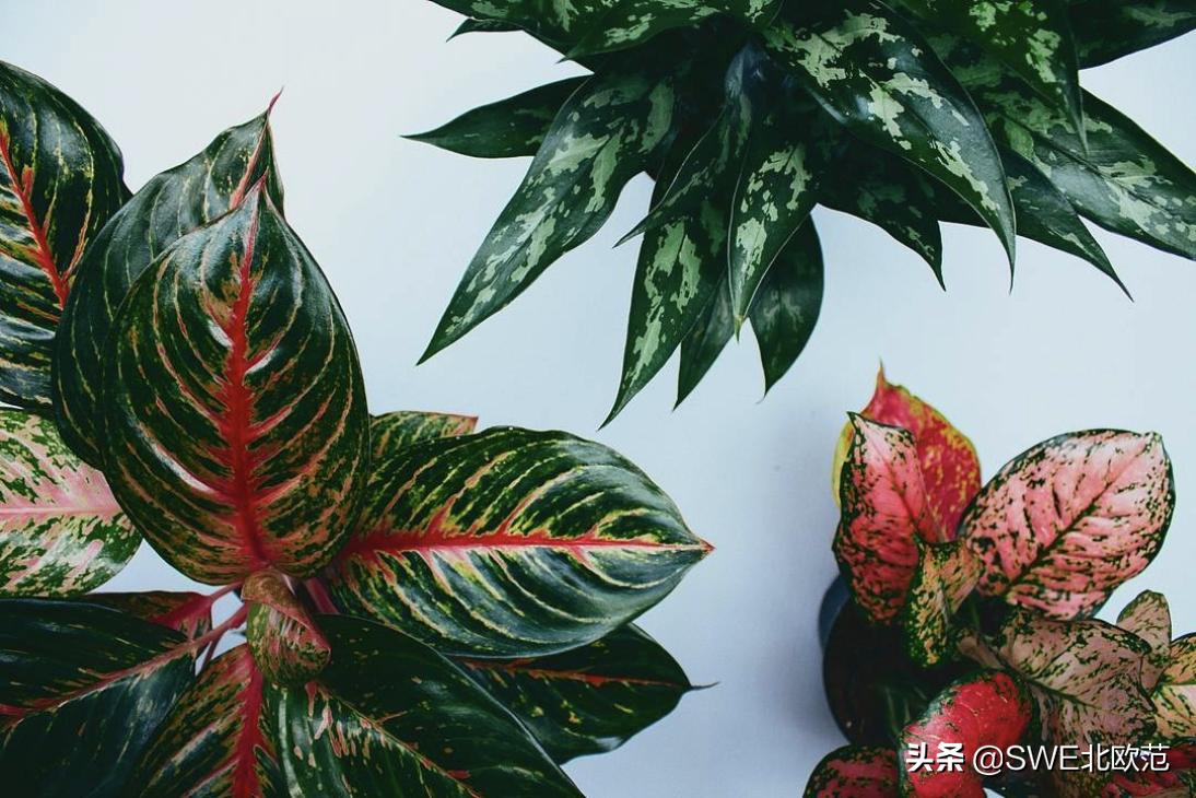 好养的北欧风大型绿植 (12款北欧风格绿植轻松打造ins风)