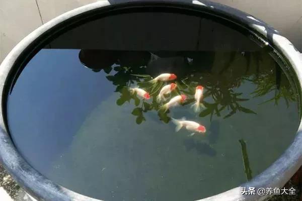 鱼儿吃不动鱼食,金鱼的另类鱼食