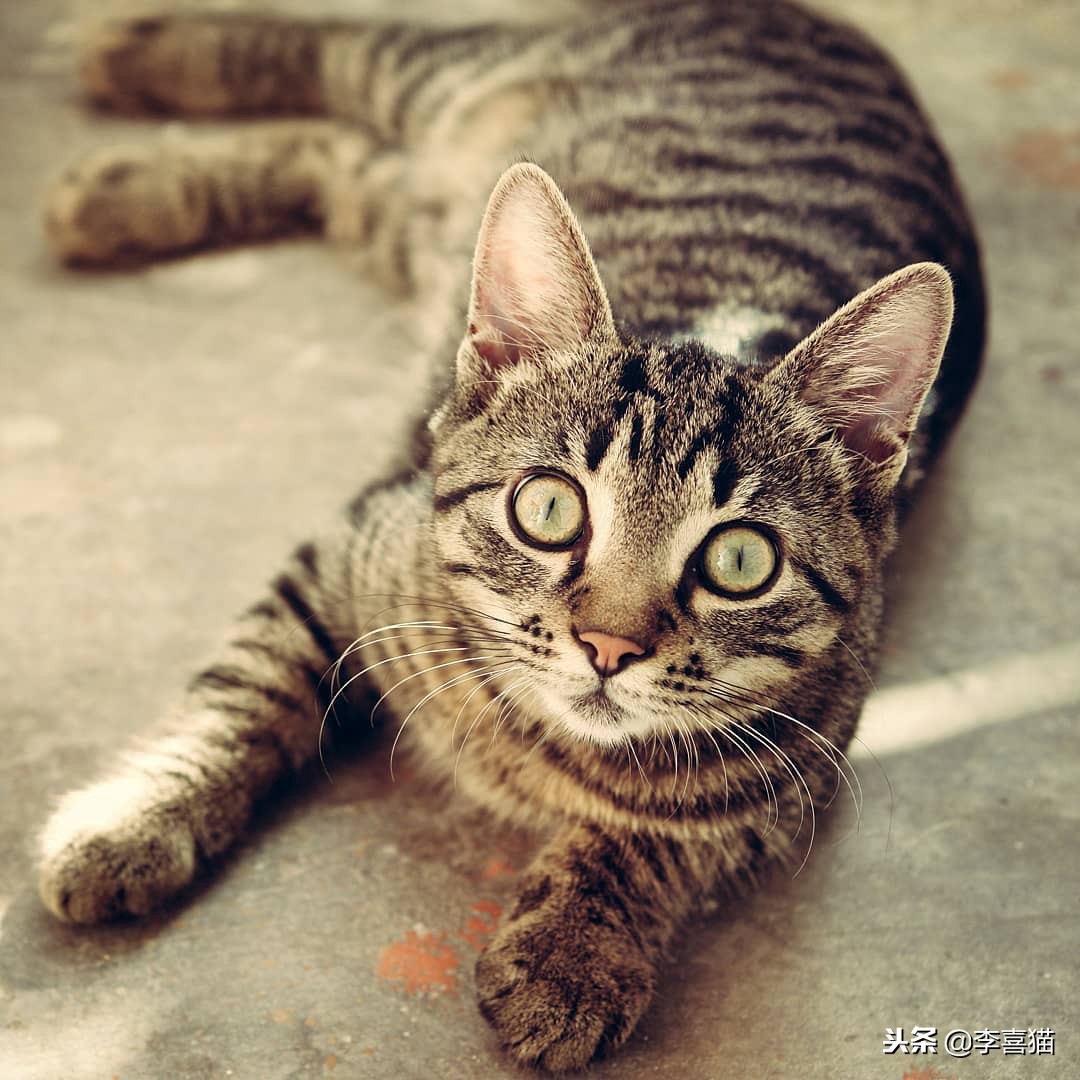 铲屎官们该怎样帮助猫咪过冬,小猫咪刚到新家需要铲屎吗