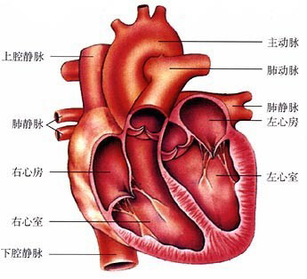 医生常用的解剖学、内外科口诀
