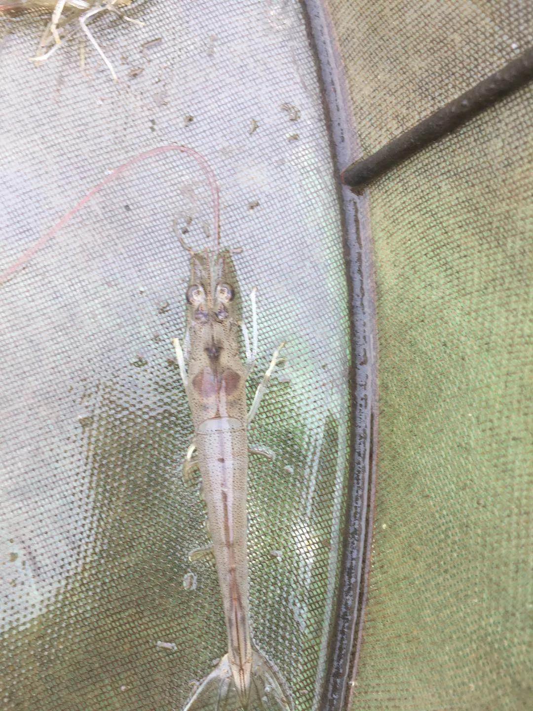 影响对虾养殖效益的关键—对虾肝肿大、肝萎缩，一定要小心了