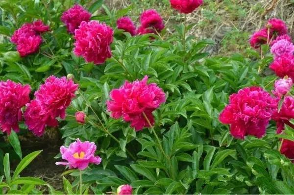 金秋时节一起游览香山,五一香山赏花