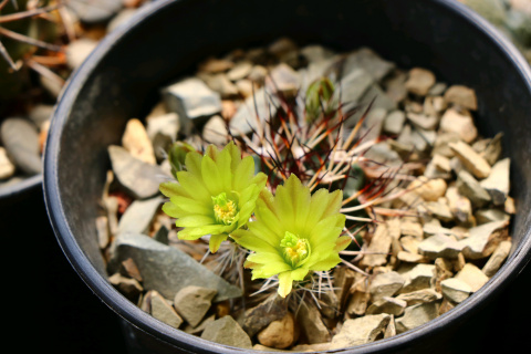 101个仙人球品种,101种仙人球开花图片