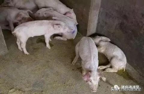 哺乳仔猪反复腹泻怎么治,哺乳仔猪腹泻治疗方案教学
