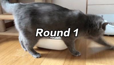 猫屎太臭事件,猫屎的来历