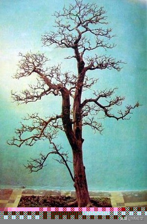 丛林式盆景欣赏,盆景欣赏及制作