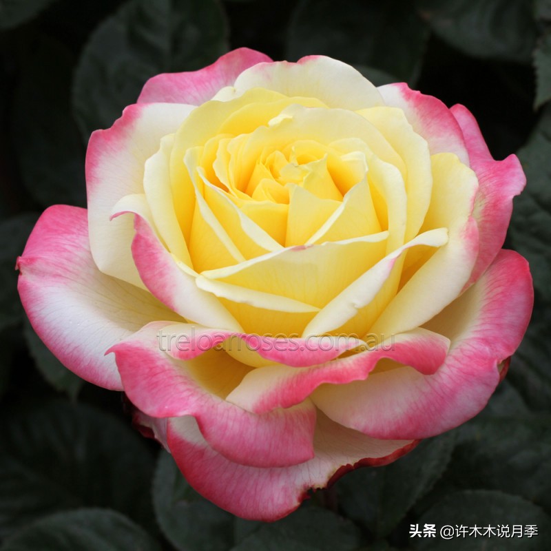 大花月季名贵月季十大品种,月季大花浓香好养的品种