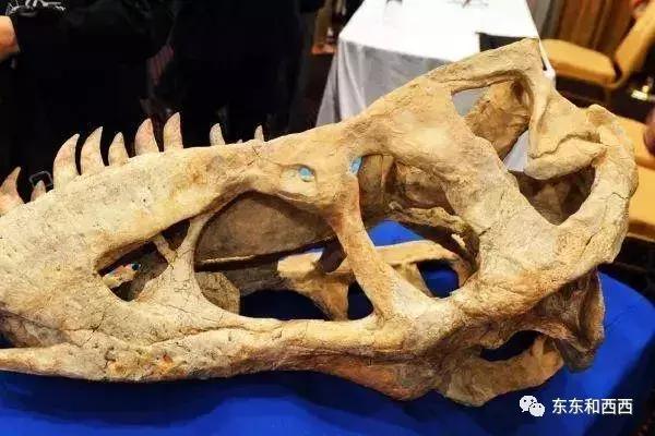 尼古拉斯凯奇的新恋情,尼古拉斯凯奇败家之王