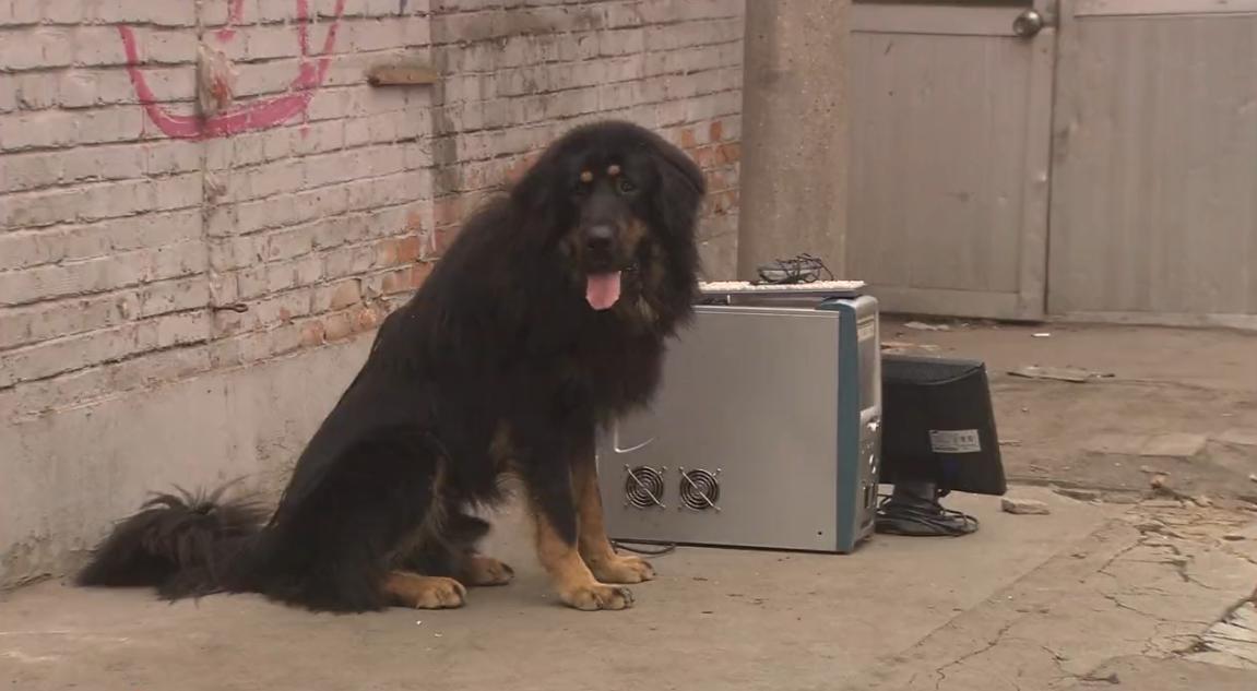 藏獒被抛弃咬舌自尽的电影,藏獒咬舌自尽是真的吗