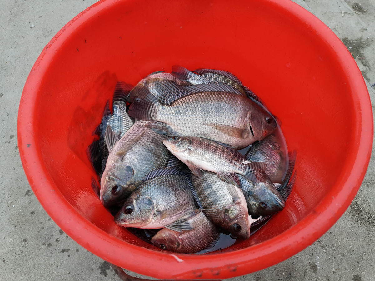 太阳鱼现身四川，钓友不重视还想用锅铲解决，罗非的故事又忘了？