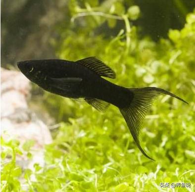 鱼缸油膜用什么植物去除,鱼缸油膜处理有用吗