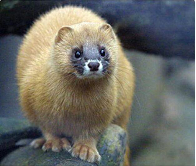 农村遇到了黄鼠狼怎么办,农村怎么对付黄鼠狼