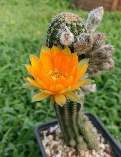 148个仙人球品种大全,100个仙人球品种