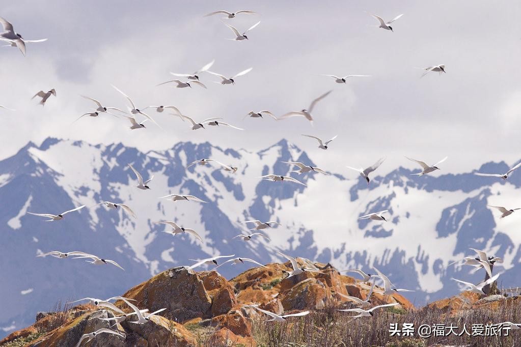 一生必去的南极，长期与世隔绝美景感人，中国游客：不虚此行