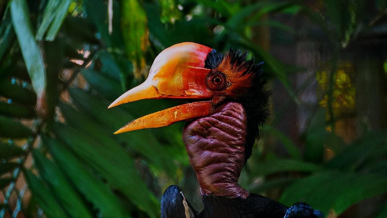 头骨最值钱鸟,头骨很珍贵的鸟