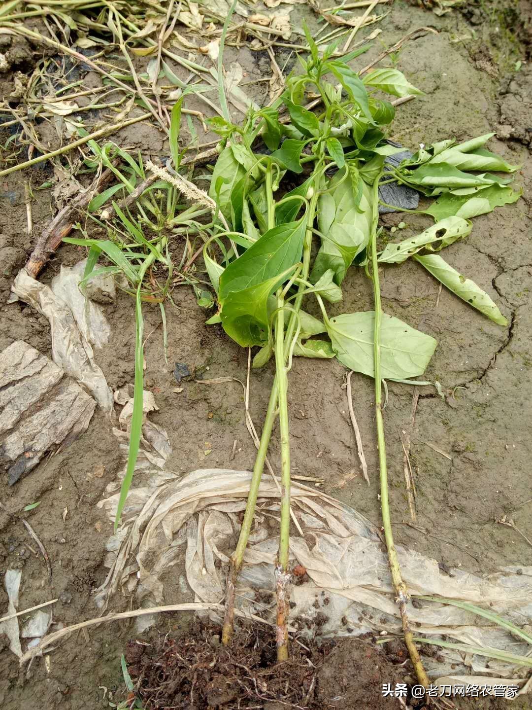 辣椒根系完好，但是辣椒杆的一截表皮坏死了咋回事？该怎么办