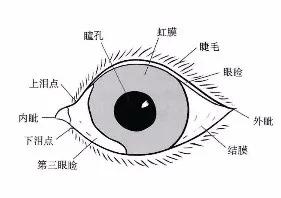 解答宠物问题,关于宠物的问题和答案大全