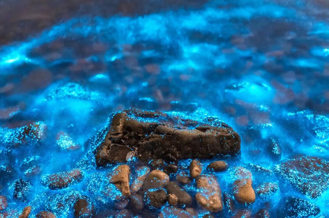 海滩再现绝美荧光海宛如蓝色星河,成都荧光海滩