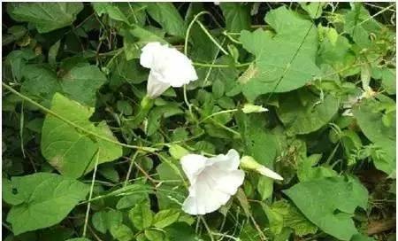 农村随处可见的几种野生中草药,教你认识那些路边的野生中草药