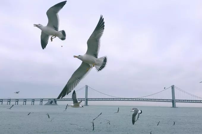 大连回到20年前,大连回到了故乡烟台