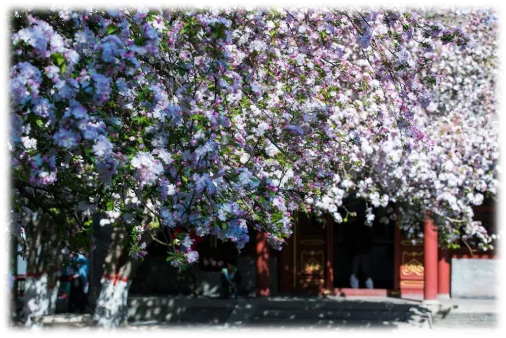 天津市高级中等学校,天津市天津中学高考录取率