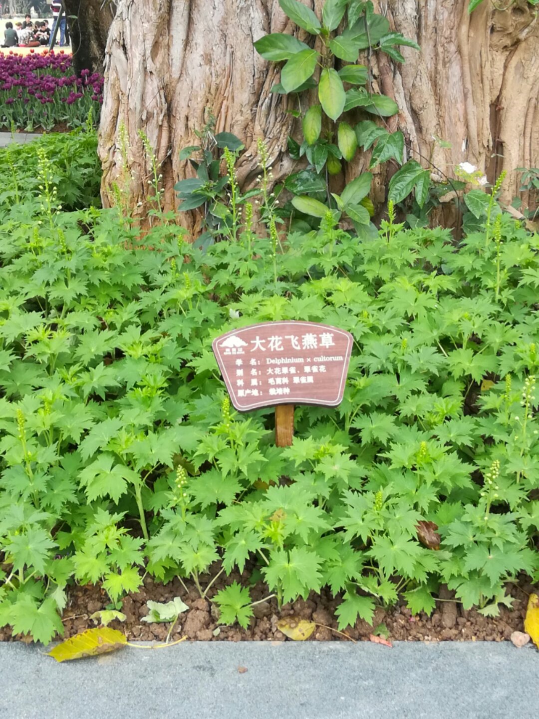 青秀山奇幻之旅,南宁2022奇妙之旅