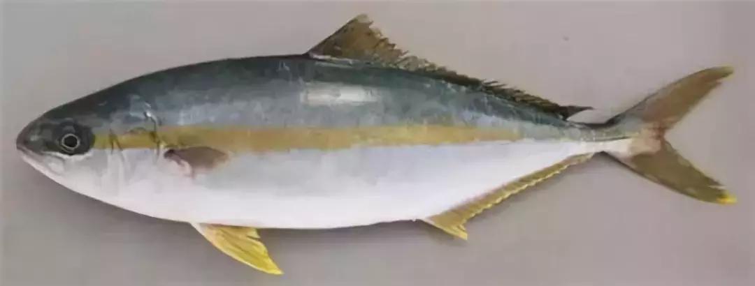 江户前菜品,江户前美食攻略