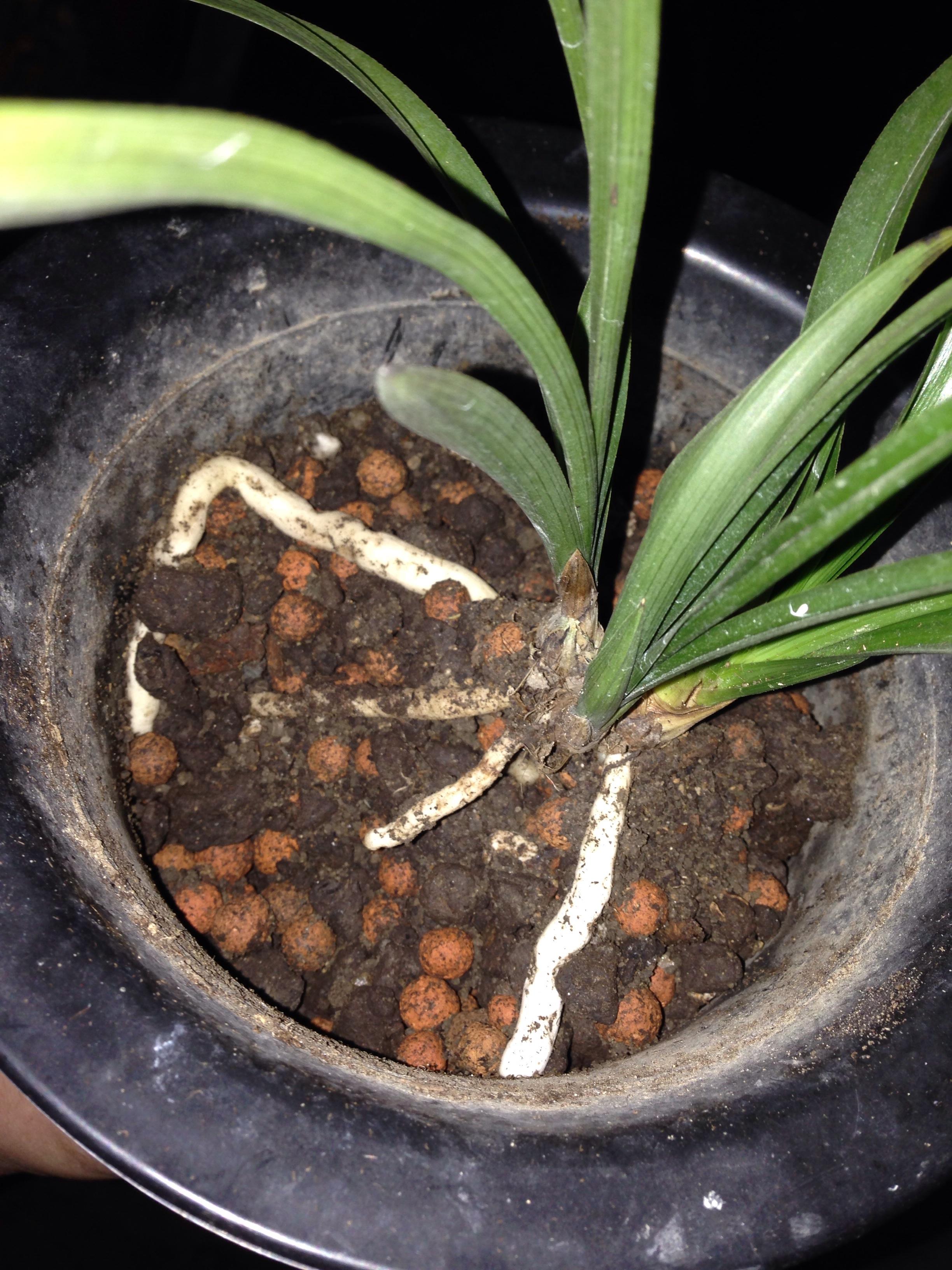 兰草对阳光的需求如何,兰草用植料种植怎么吸收养分