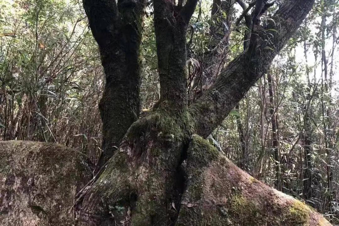 在十八股头山寻找“十二股头”