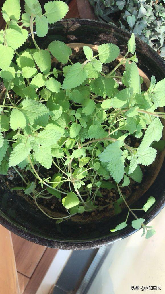 在家种猫薄荷会被猫咪吃掉吗,养薄荷对猫咪有害吗