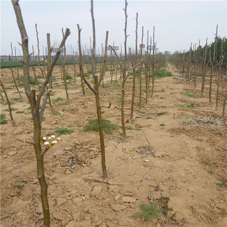 晚秋黄梨怎样才能高产,晚秋黄梨的春季管理方法