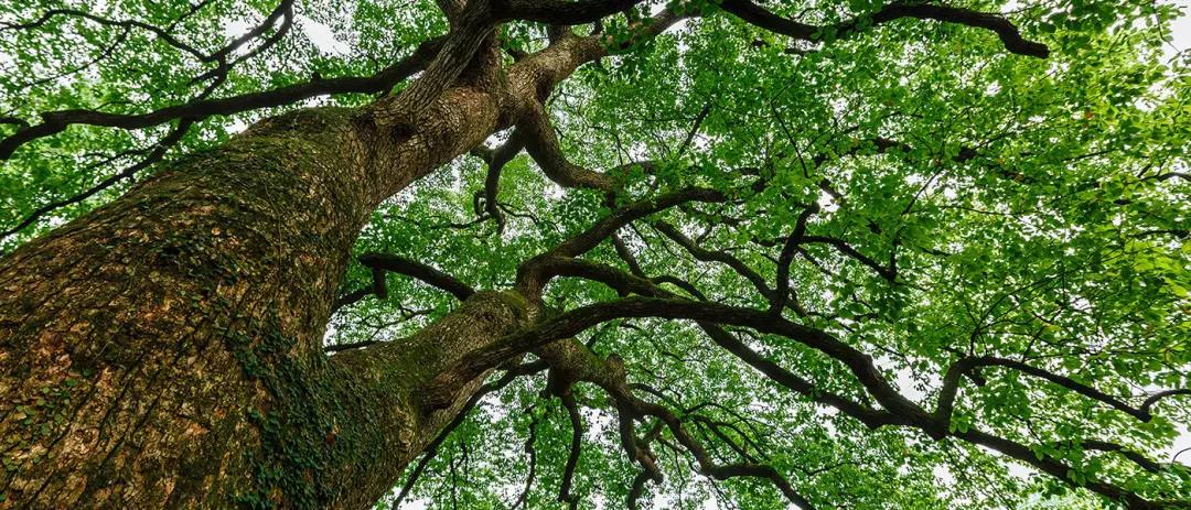 中国四家安缦酒店,安缦酒店中国有几家