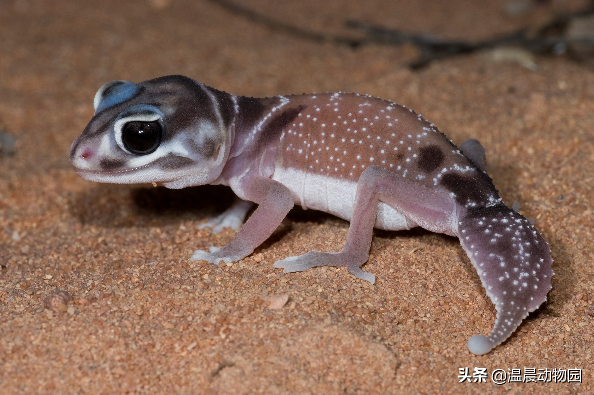 守宫宠物有多少种分别叫什么,守宫类宠物有哪些