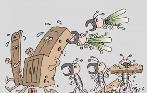 明天进入白蚁分飞期！如何有效防治白蚁？点进来看看~