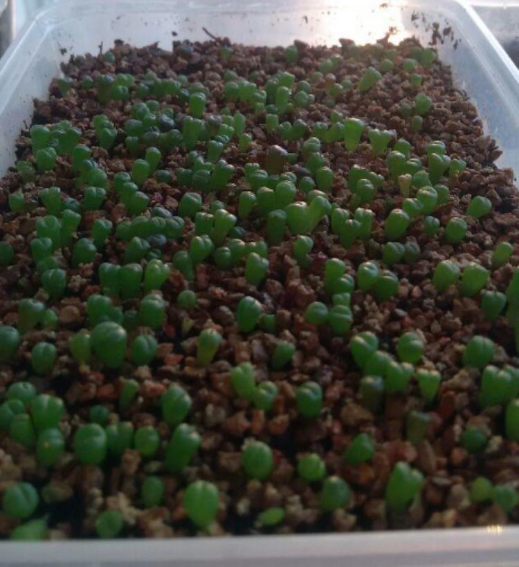 怎么才能把生石花养好,怎么促进生石花开花