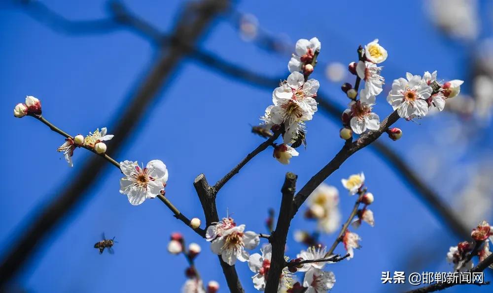 邯郸人事任免！抽检保障“面子”安全！明晚夜空会现一张“脸”！3月18日邯郸新闻早报