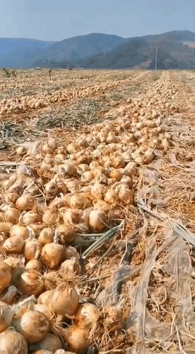 “太大了，立马下锅！”元谋出口级黄皮洋葱已到货，25万吨滞销洋葱等你来拼单！