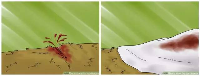 狗狗常见的意外事故及急救方法,狗狗意外伤人怎么治疗