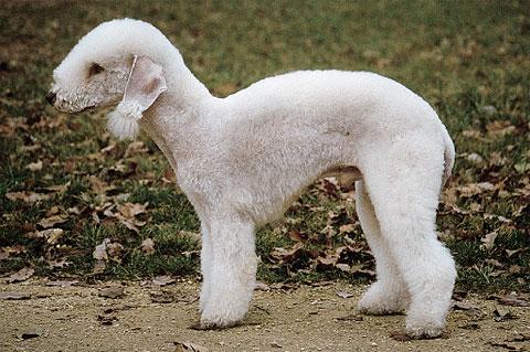 世上最罕见的狗品种图片,全世界狗品种视频