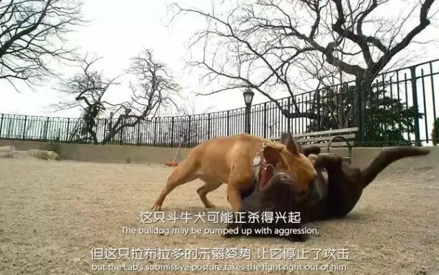 豆瓣9.1，看一次被萌一次，根本顶不住它们的可爱