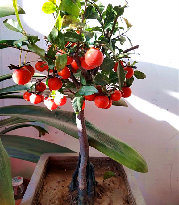 金弹子熟桩带根怎么上盆后掉叶子,金弹子下山桩换盆的正确方法