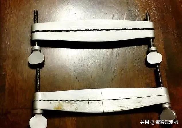 如何让狗子变得更听话,怎么让狗子越来越听话