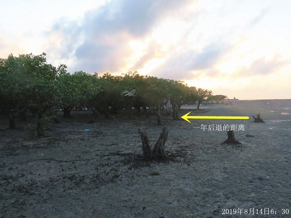 痛心！北海红树林不设防，任你踩任你挖