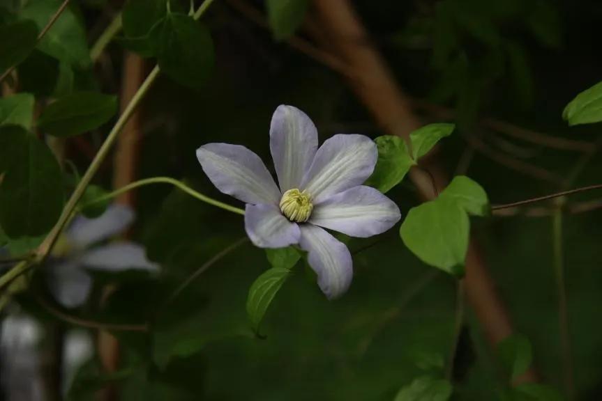 绣球花的花瓣好漂亮！等等，你确定那是花瓣？