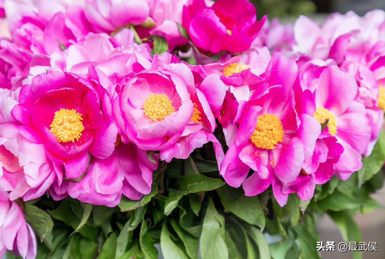 超便宜！成都铁轨下的花市5元买回一个春天！